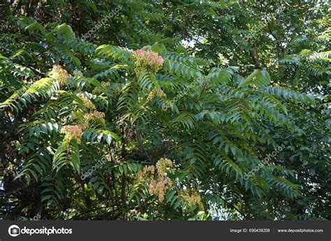Ailanthus Altissima Grows September Ailanthus Altissima Tree Heaven