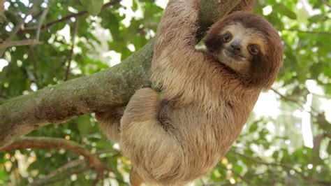 The animals that live in the tropical rainforest canopy have adaptations that allow them to cling to and grasp trees. Animals In The Rainforest Canopy