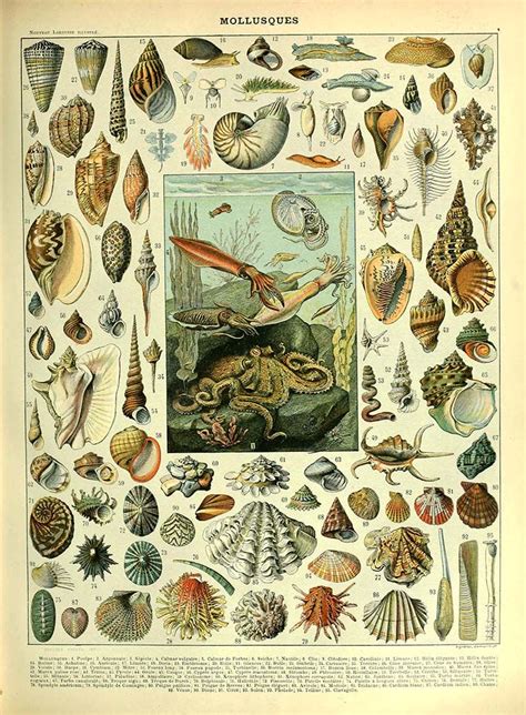 Free To Download Sea Life Posters Of Adolphe Millot Molluscs Fish