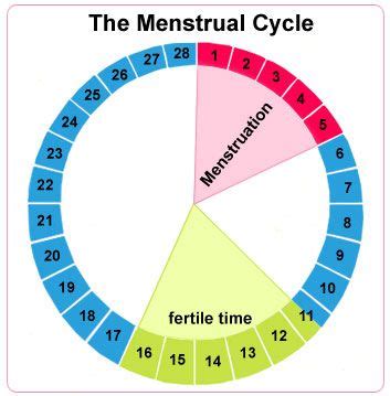 Understanding Your Menstrual Cycle Plan B Wellness