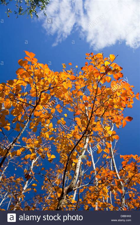 Brightly Coloured Autumn Leaves Against A Blue Sky Stock Photo Alamy