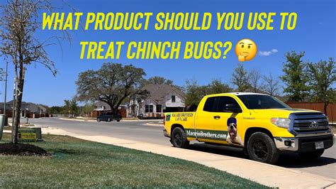 What Product Should You Use To Treat Chinch Bugs 🤔 Youtube