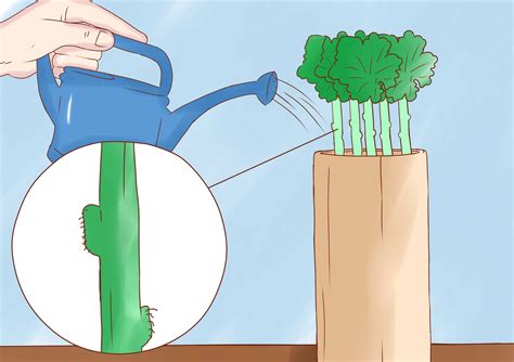 How To Propagate Geraniums From Cuttings Geraniums Geranium Plant