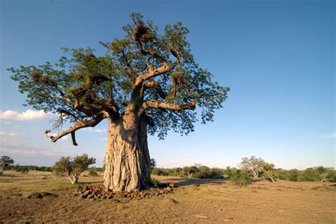 Raise Your Vibration With Baobab | Empower Your Destiny - Davinder Ojalla