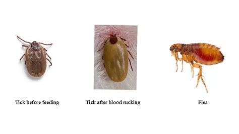 Ticks And Fleas Infestation In Dogs Causes And Management Karuna Pet