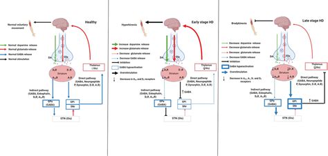 Frontiers Purinergic Signaling In The Pathophysiology And Treatment