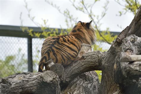 Chester Zoo 340 Sumatran Tiger Richard Southwell Flickr