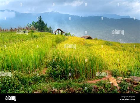Admire The Beautiful Terraced Fields In Y Ty Commune Bat Xat District