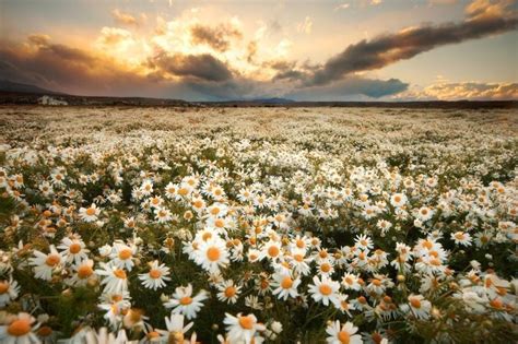 Field Of Daisies With Images Daisy Field Earth Pictures Nature