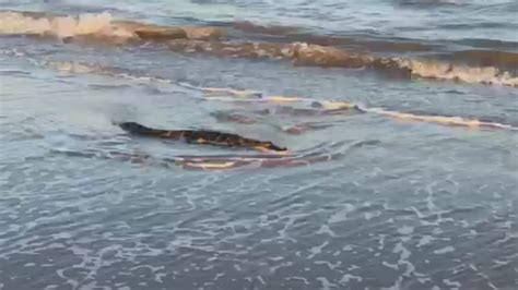 Massive Alligator On Mcfaddin Beach