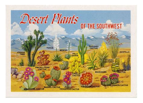 Desert Plants Of The Southwest