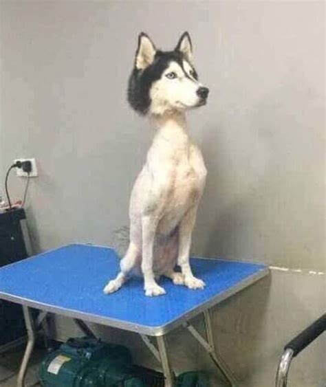 17 Times Pet Haircuts Went So Wrong Its Hilarious Funnydoghaircuts