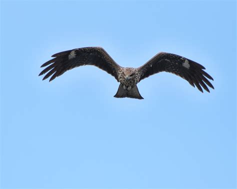 Black Eared Kite From Tama Ward Kawasaki Kanagawa Japan On September