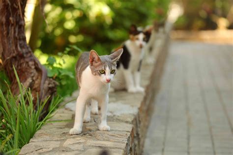 What Do Stray Cats Eat To Survive Cat Meme Stock Pictures And Photos