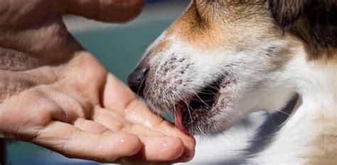 What Does It Mean When A Dog Licks Your Hand Constantly