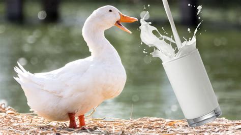 What Does Milkshake Duck Mean The Meme Explained Know Your Meme