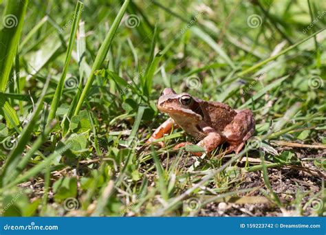 Frog In The Summer Grass Stock Photo Image Of Summer 159223742