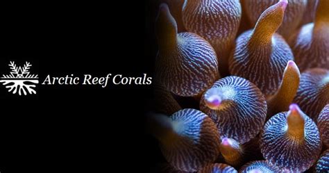 Arctic Reef Corals Oulun Akvaarioseura Ry