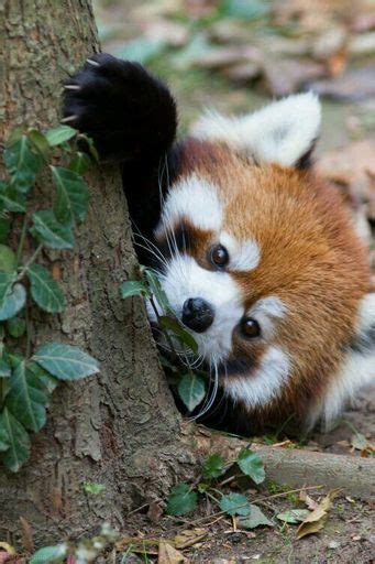 Panda Vermelho Wiki 🐾 Pets Em Geral 🐾 Amino