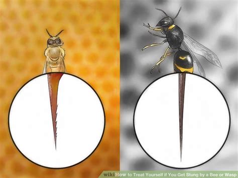 Parasitoid wasp affects metabolism of cockroach host to favor food preservation for its during this period, the metabolism of the stung cockroach slows down, as measured by a decrease in oxygen abundant water and cat food pellets. How to Treat Yourself if You Get Stung by a Bee or Wasp: 9 ...