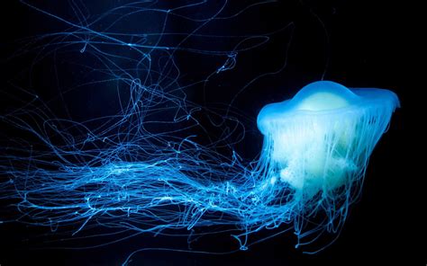 Bioluminescence Wallpapers Top Free Bioluminescence Backgrounds