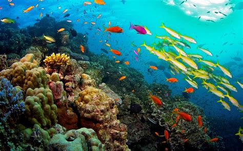 Great Barrier Reef Coral Reef In Queensland Australia Ocean Tropical