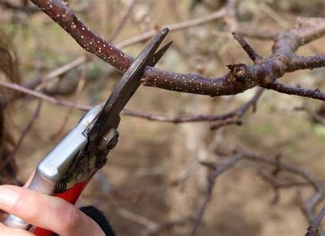 A Beginners Guide To Pruning Fruit Trees Organic Authority
