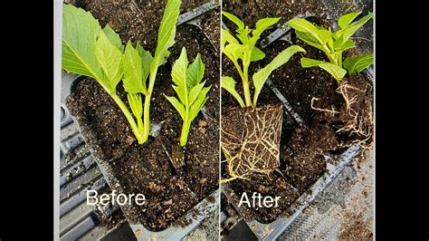 Propagating Dahlia Cuttings From Pinched Dahlias Part 2 Youtube