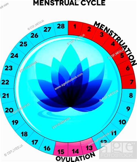 Female Menstrual Cycle Chart Stock Vector Vector And Low Budget