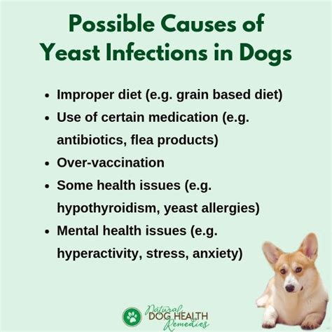 How Do Dogs Get Yeast Infections