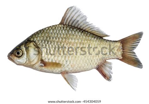 Isolated Crucian Carp Kind Fish Side Stock Photo 454304059 Shutterstock