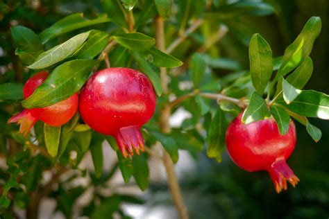 Incredible Benefits Of Pomegranate Delum For Skin Hair And Health