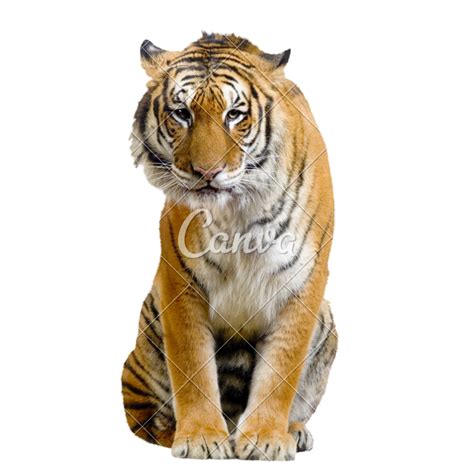 Sitting Tiger Transparent Image Png Arts