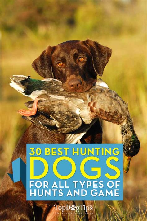 30 Best Hunting Dogs And Gun Dog Breeds For All Types Of Game And Hunts