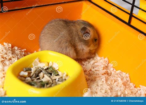 Cute Little Fluffy Hamster Eating In Cage Stock Photo Image Of