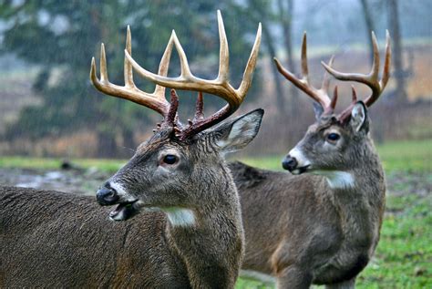 Bucks In Cades Cove Smoky Mountain National Park Big Deer Wildlife