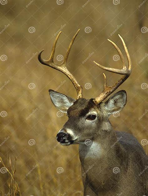 Whitetail Buck Portrait Stock Photo Image Of Wildlife 10170242
