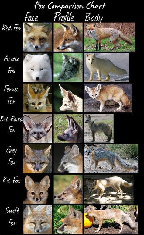 Fox Comparison Chart Animals Wild Pet Fox Baby Animals