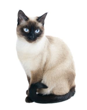 One cat spawns for every four valid beds, with a maximum of 10 cats. Information about Siamese, Cat breeds