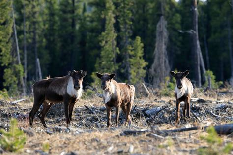 Bc Allows Destruction Of Caribou Habitat To The Point Of Extinction