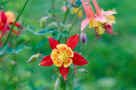 Columbine Flower 2 Pentax User Photo Gallery