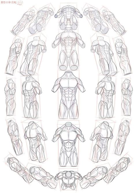 Pin By Attcou On Anatomy Male Body Drawings Body Reference Drawing