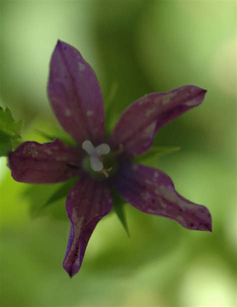 Purple Flower 023 Purple Flower Cygnus921 Flickr