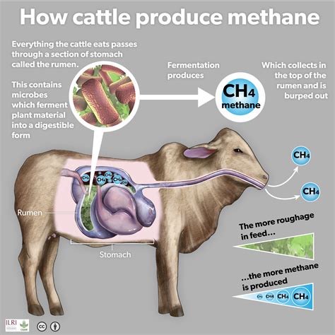 How Cattle Produce Methane Why Livestock Matter