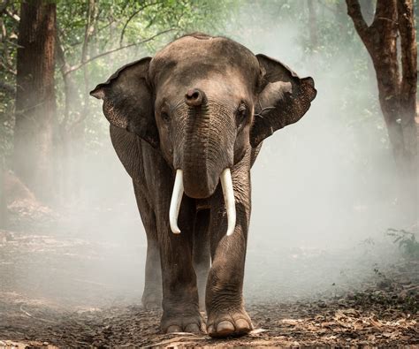 National Elephant Appreciation Day: 10 Crazy Facts About Elephants