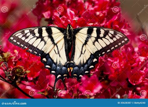 Ost Tiger Swallowtail Butterfly Sitzt Auf Azalee Stockbild Bild Von