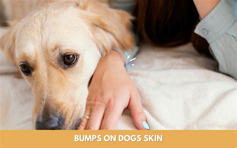 7 Common Bumps On Dogs Skin Expert Tips And Solutions
