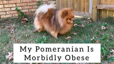 Helping My Morbidly Obese Pomeranian Lose Weight He Almost Tore His