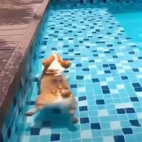 Did You Know Corgi Butts Can Float In Water 🤣🤣 Click To View Video
