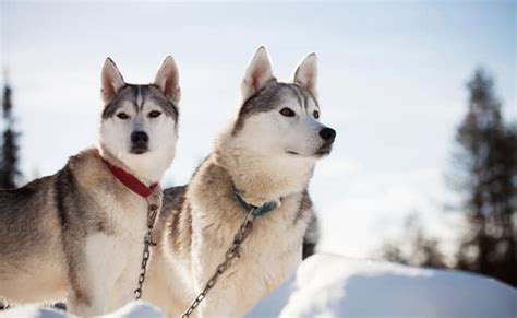 Siberian Husky Temperament And Personality Inside Dogs World